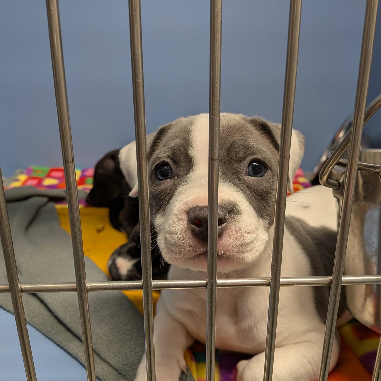 A Dearborn shelter dropped 'Pawchella' after a Coachella legal threat. The donations rolled in anyway.
