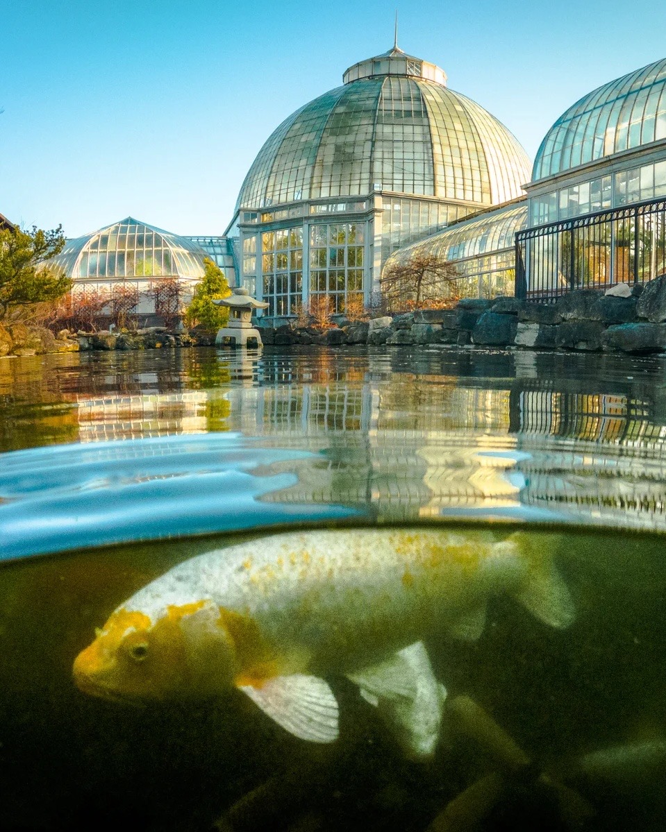 Belle Isle's koi fish are in the basement, waiting out a 75-year overdue renovation