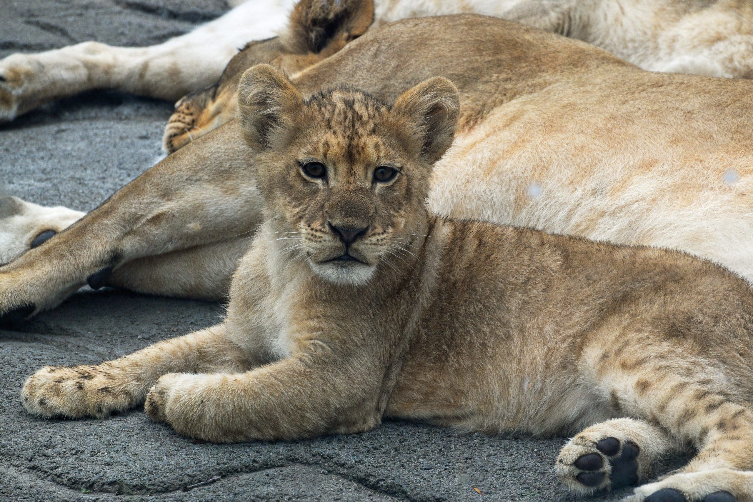For about $10 a year, the Detroit Zoo millage returns to the Nov. 3 ballot